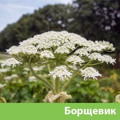 Борщевик в Севастополе