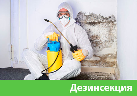 Дезинсекция в городе Севастополь
