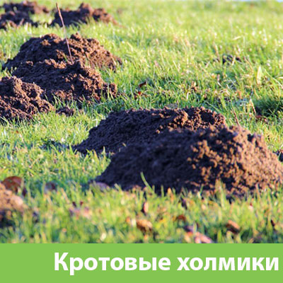 Кроты на участке в Севастополе