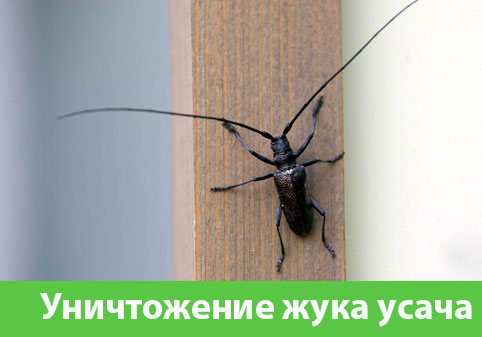 Обработка от жука усача в городе Севастополь