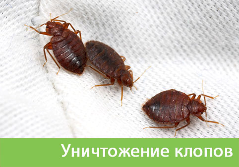Уничтожение клопов в городе Севастополь