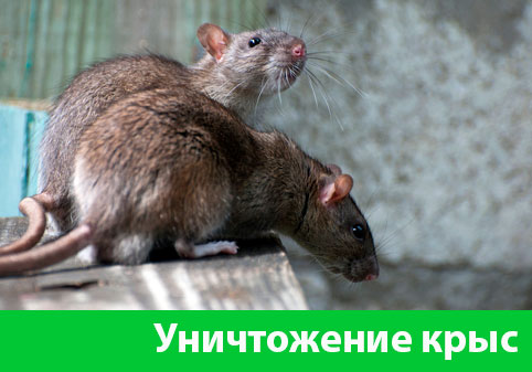 Уничтожение крыс в городе Севастополь