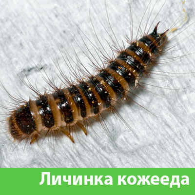 Личинка Кожееда в Севастополе