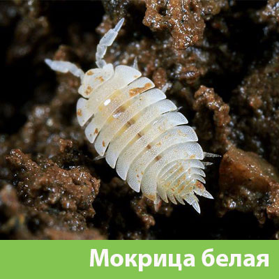 Мокрица в Севастополе фото
