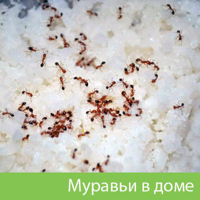 Муравьи в доме в Севастополе