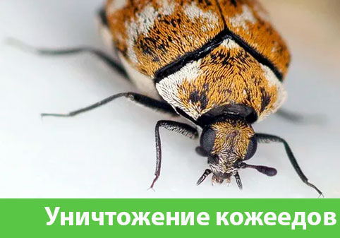 Обработка от кожееда в городе Севастополь 