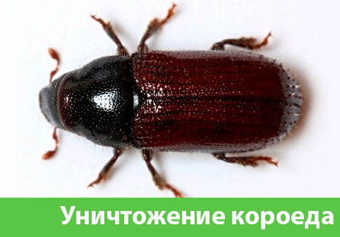 Обработка от короеда в городе Севастополь