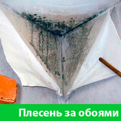 Удаление плесени в Севастополе