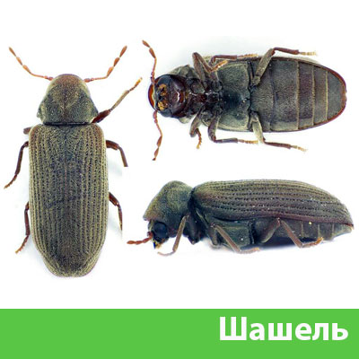 Обработка от шашеля в городе Севастополь