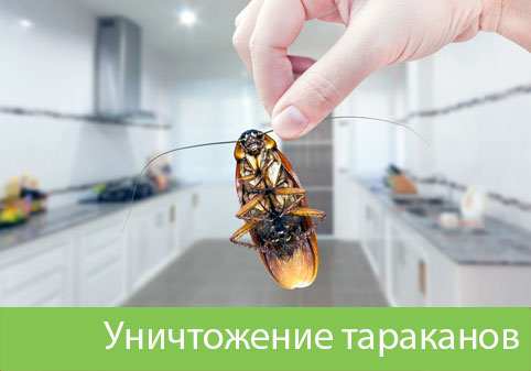 Уничтожение тараканов в городе Севастополь