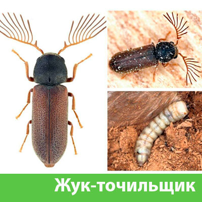 Уничтожение точильщика и личинок в Севастополе