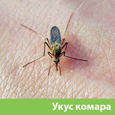 Укусы комаров в Севастополе