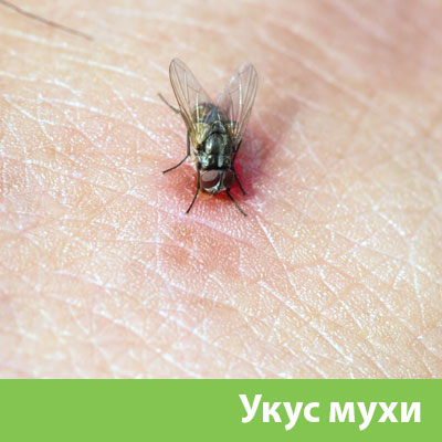 Уничтожение мух в Севастополе