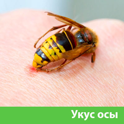 Профессиональное уничтожение ос и шершней в Севастополе
