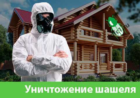 Уничтожение шашеля и личинок в Севастополе