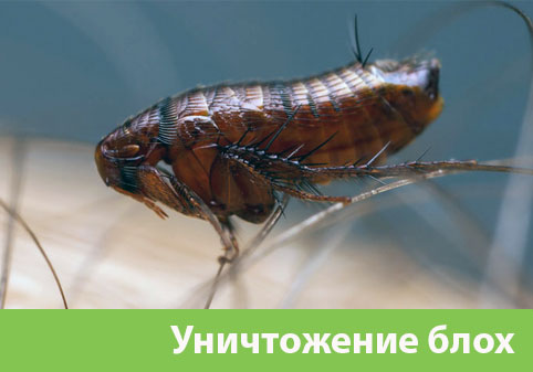 Уничтожение блох в городе Севастополь