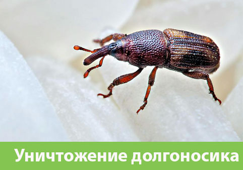Уничтожение долгоносиков в городе Севастополь