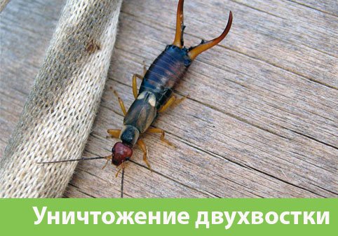 Уничтожение двухвостки в городе Севастополь