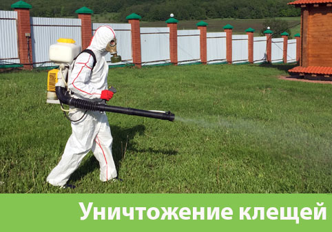 Уничтожение клещей в городе Севастополь