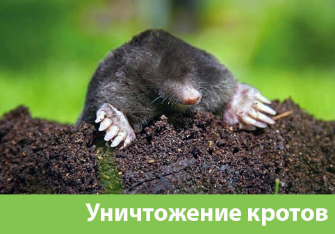 Уничтожение кротов в городе Севастополь