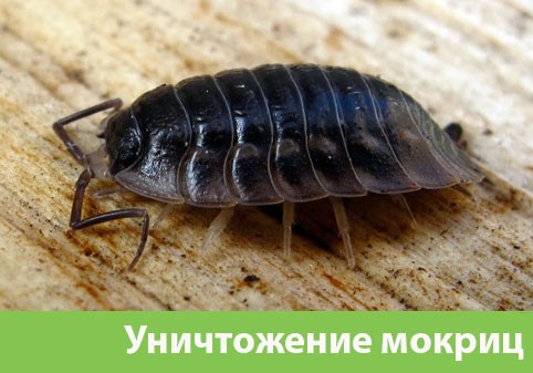 Мокрицы в квартире в городе Севастополь