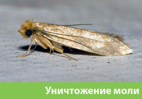 Уничтожение моли в городе Севастополь 