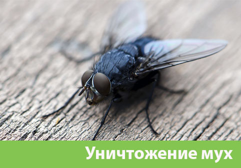 Уничтожение мух в городе Севастополь