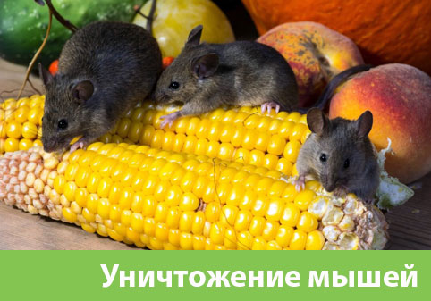Уничтожение мышей в Севастополе