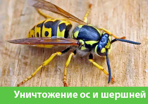Уничтожение ос и шершней в городе Севастополь