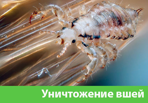 Уничтожение вшей в городе Севастополь